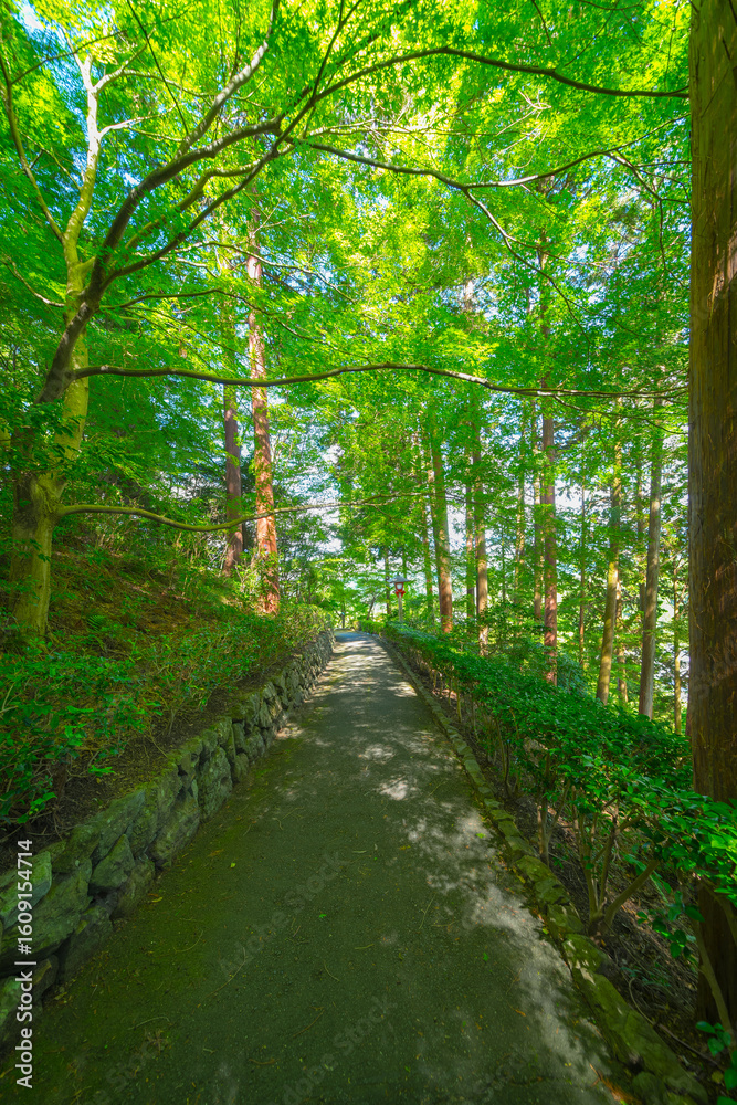 Fototapeta premium 京都の善峯寺の風景