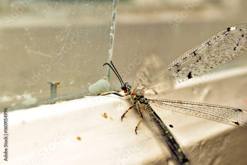 Vászonkép An antlion, an insect with transparent mesh wings, from the antlion family, sits on a dirty window