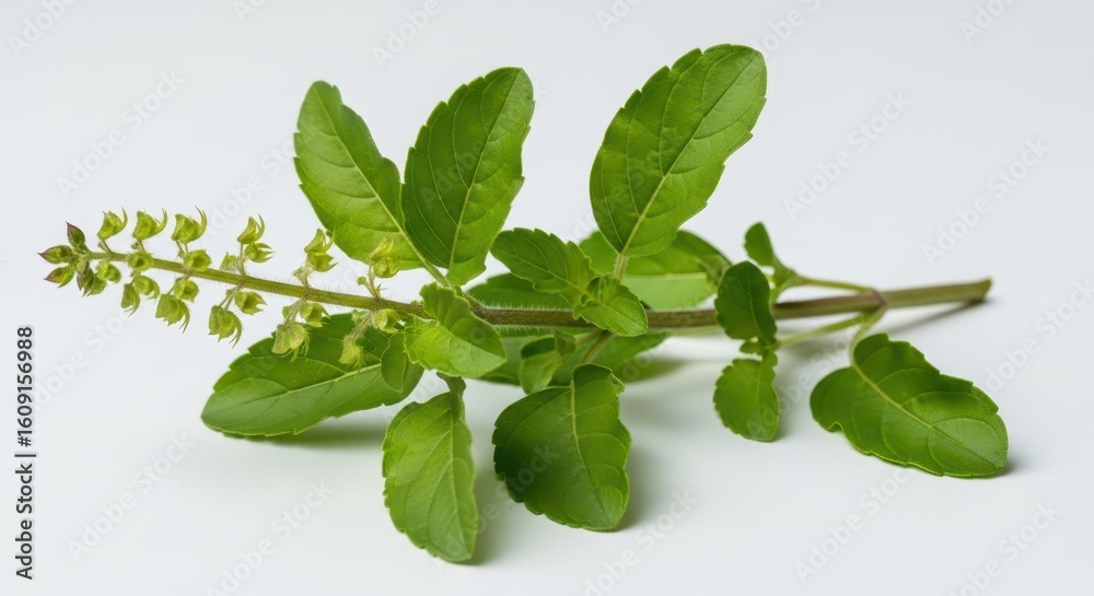 Obraz premium Fresh Holy Basil (Tulsi) Herb: Green Leaves & Flowers, Ayurvedic Medicine, Herbal Remedy