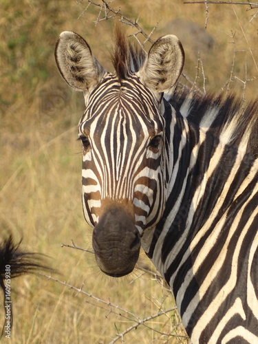 Zebra in der Savanne, Portrait