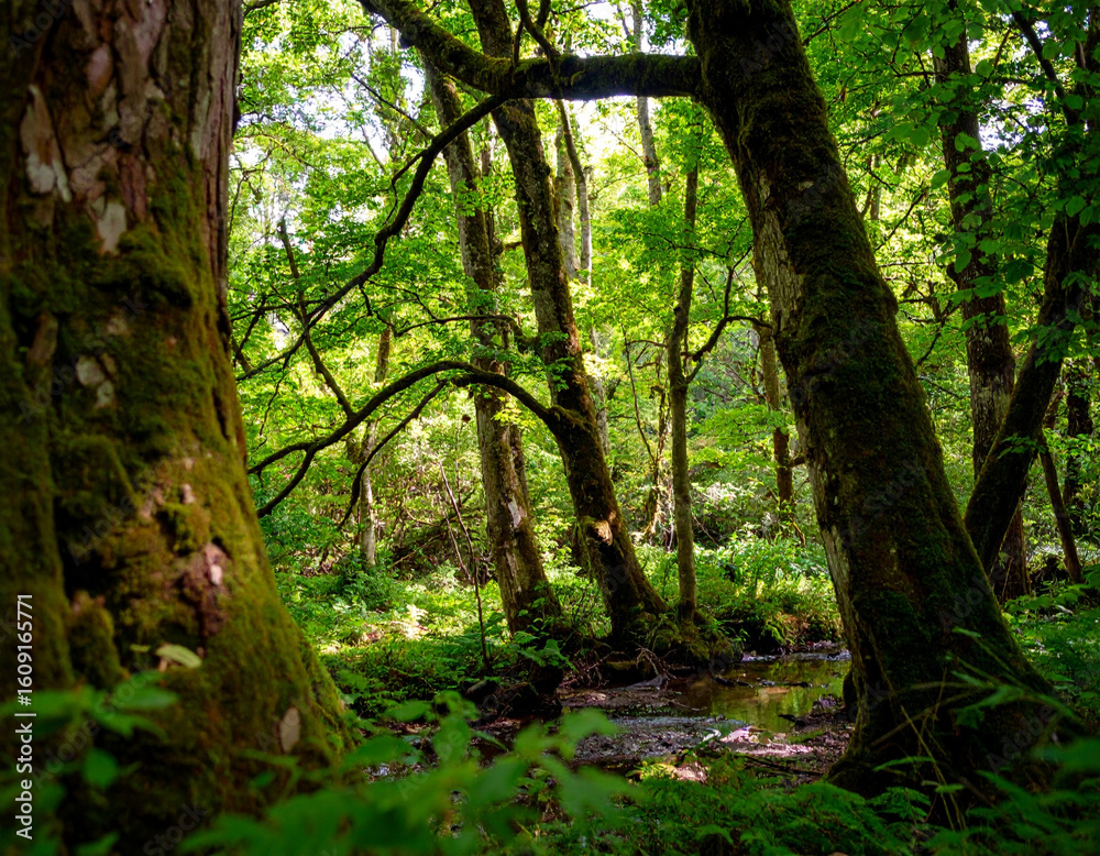Obraz premium trees in the forest