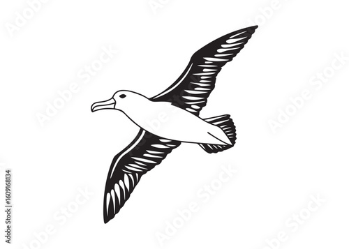 Bild auf Leinwand Black and white sketch of an albatross in flight, majestic ocean bird, freedom concept illustration