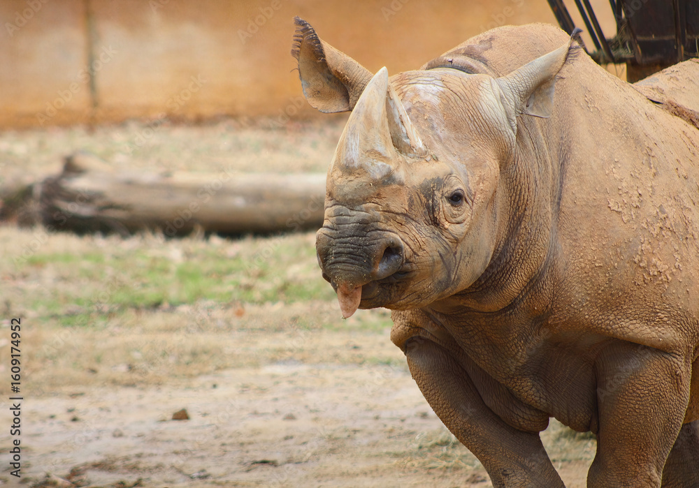 Naklejka premium Black Rhino Walking with Head Turned