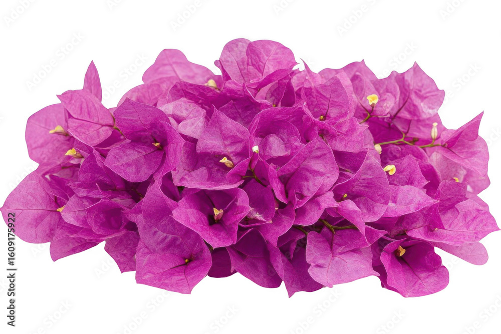 Bougainvillea Bloom, See Vibrant Purple Flowers, with Delicate Texture and Natural Beauty Bougainvillea Bloom, See Vibrant Purple Flowers, with Delicate Texture and Natural Beauty