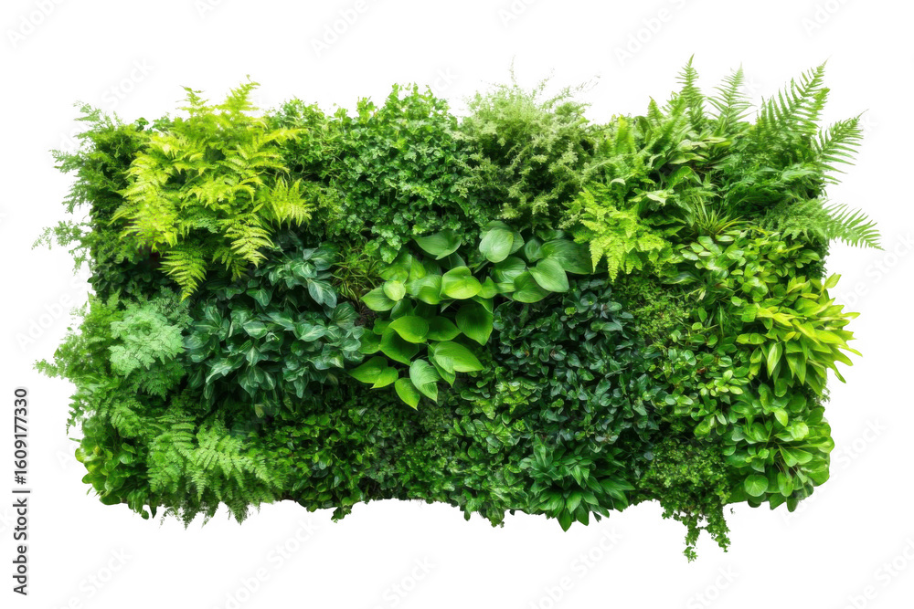 Obraz premium Explore Lush Green Wall, Natural Beauty and Vertical Garden with Ferns and Foliage.