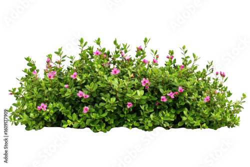 Blooming Groundcover With Pink Flowers Enhances Garden Aesthetics and Ground Decoration