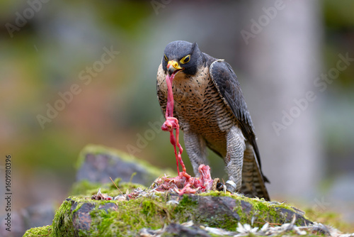 Falco peregrinus feeding