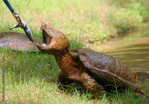 Alligator Snapping Turtle Snapping Near Water