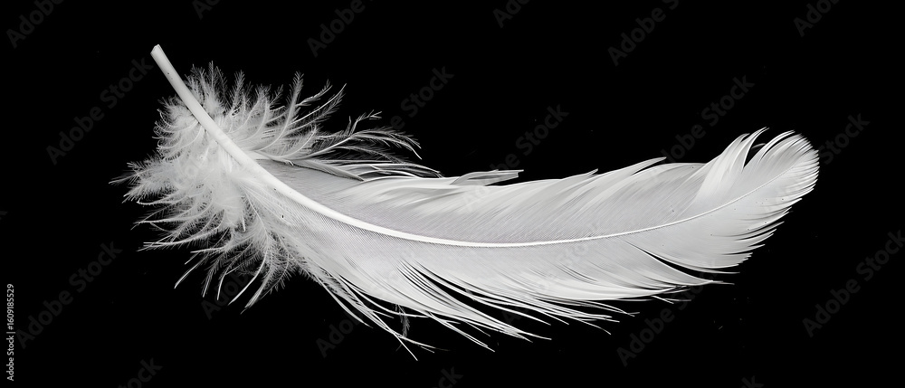 Obraz premium white feather on black background