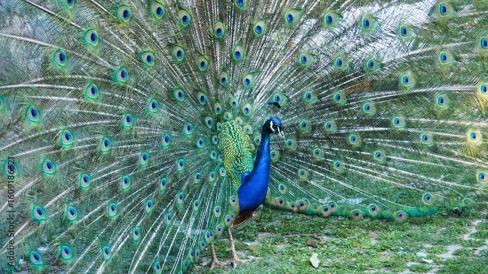 Obraz premium a peacock with its tail open