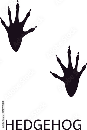 Black and white vector illustration showcasing European hedgehog footprints with visible claws and paw pads, isolated on a white background for wildlife education