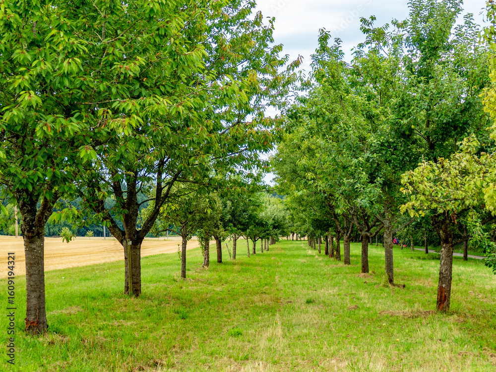 Obraz premium Baumgrundstück im Sommer