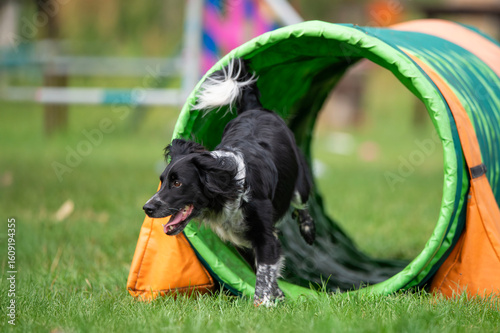 A Spanish working mix dog runs through a colorful agility tunnel during training. The image captures a moment full of energy and joy, perfect for themes of dog sports, training, and active pets.
