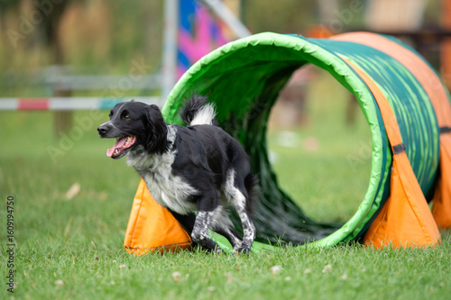 A Spanish working mix dog runs through a colorful agility tunnel during training. The image captures a moment full of energy and joy, perfect for themes of dog sports, training, and active pets.