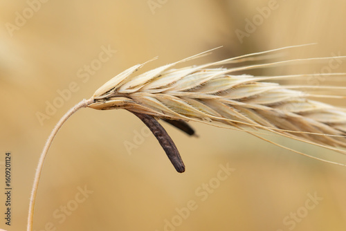 Mutterkornpilz Claviceps purpurea auf einer reifen Getreideähre