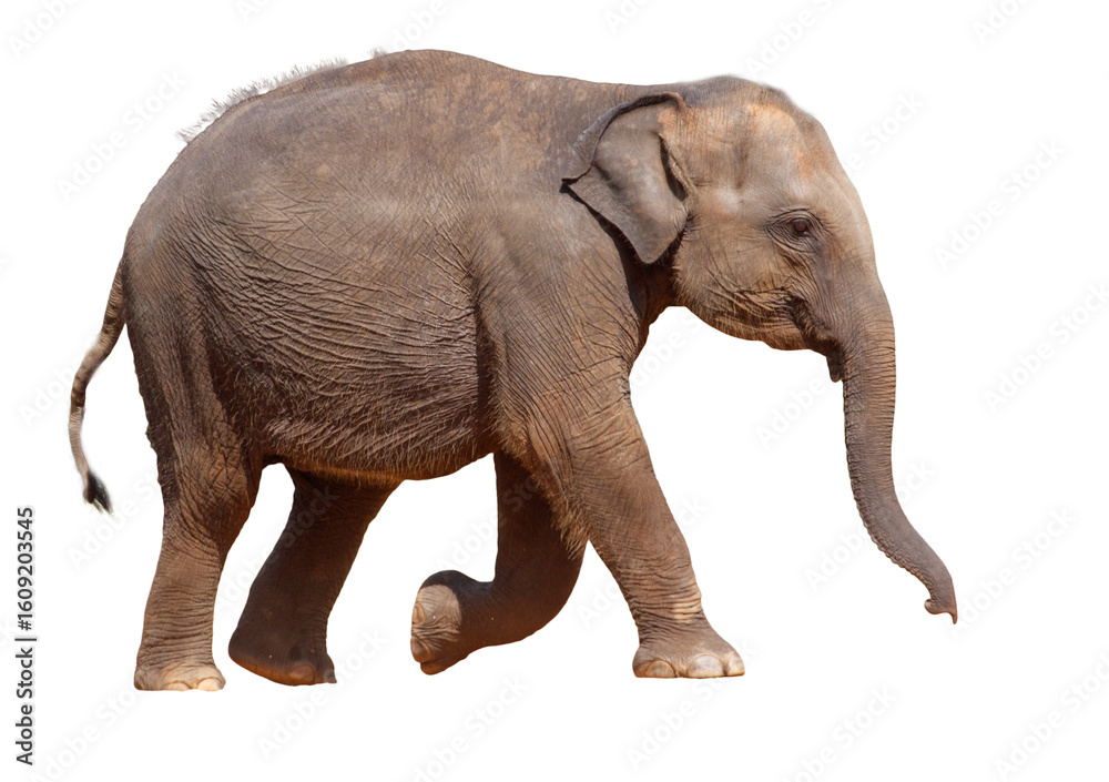 Fototapeta premium A baby elephant walks across a white background