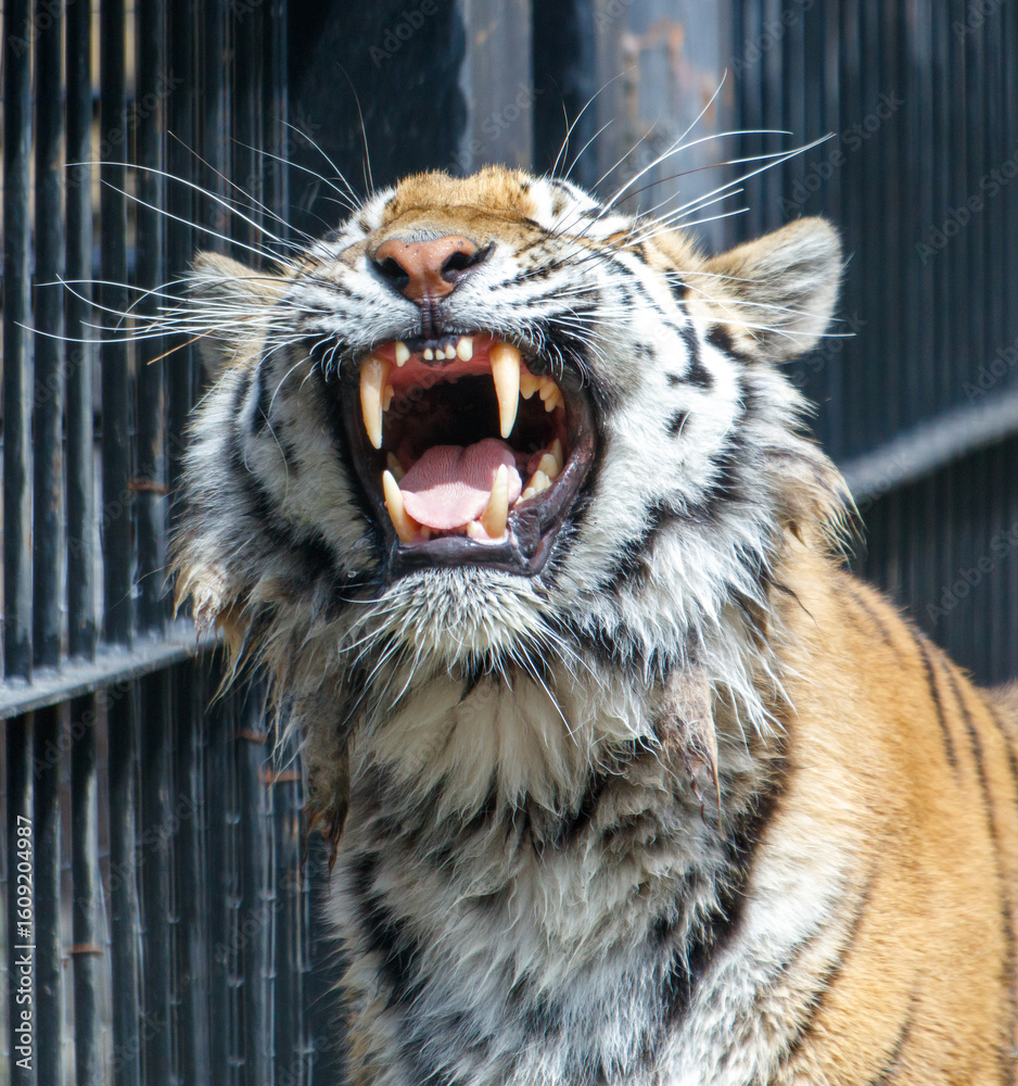 Obraz premium A tiger is standing in front of a fence, with its mouth open