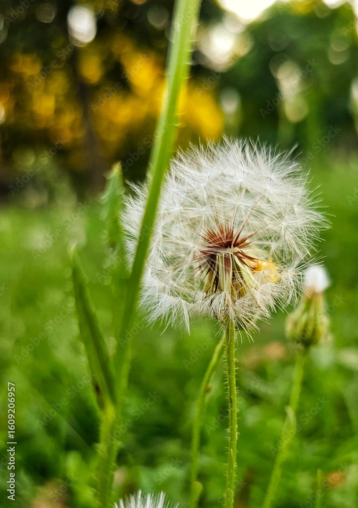 Fototapeta premium dandelion seed head