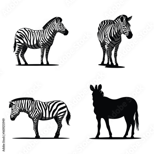 Four zebra illustrations black and white animal wildlife 1