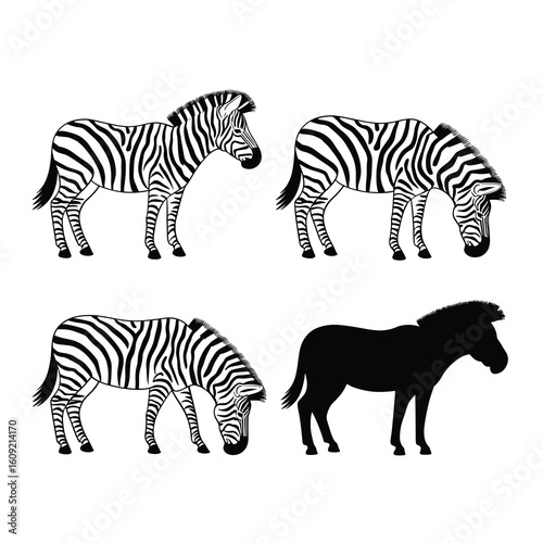 Four zebra illustrations black and white zebras drawing