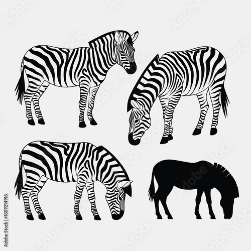 Four zebras black and white illustrations animal wildlife