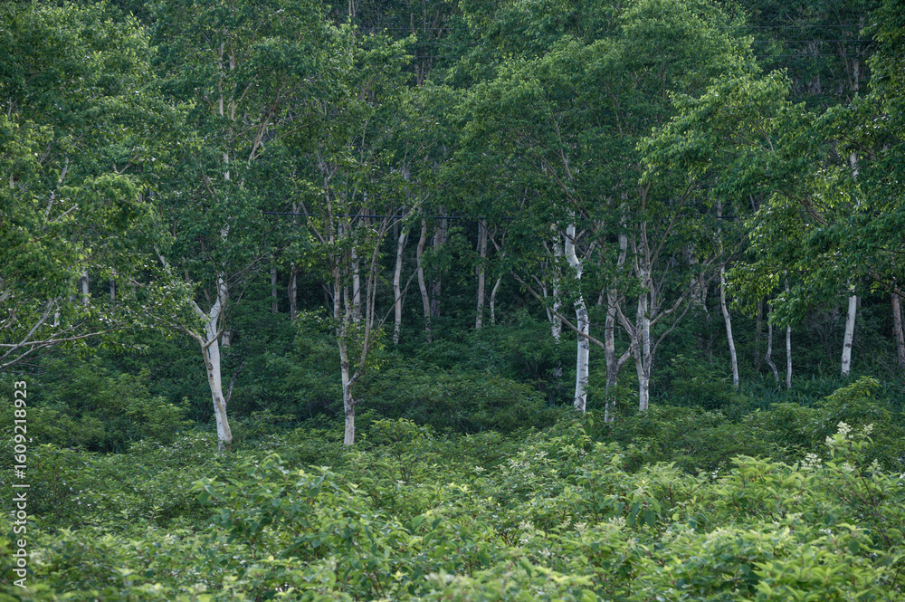 Fototapeta premium 緑豊かな野反湖畔の白樺と熊笹の風景