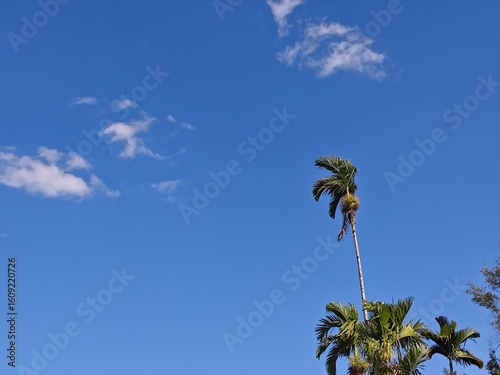 palm tree in the wind