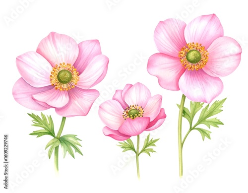 Delicate Pink Anemones
