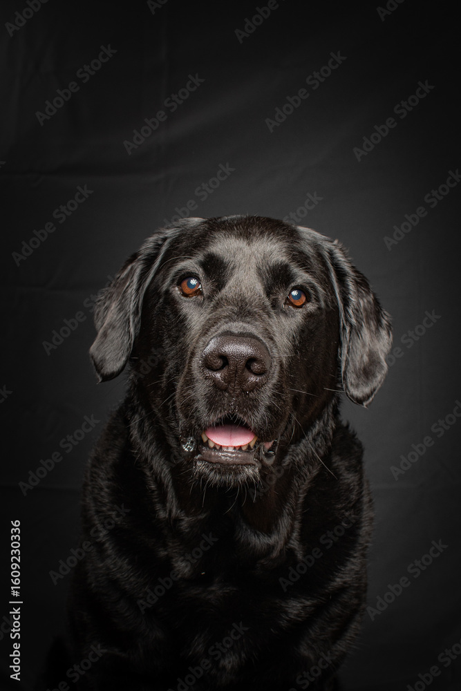 Obraz premium Close-up of a happy black Labrador Retriever with shiny eyes and wet nose, photographed in a studio setting. Playful expression and dark background.