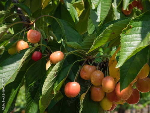 A group of cherries begin to lose their yellow color and gain reddish tones as they ripen on the branches of a cherry tree (Prunus Avium) surrounded by leaves at the end of spring