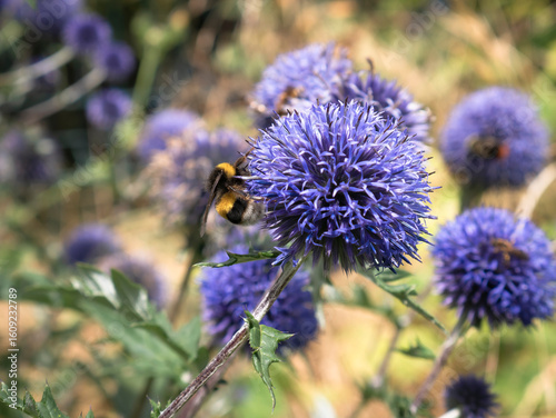 Macro view of bees and various insects collecting pollen from the deep blue, sphere-shaped tubular flowers of a Tinder Thistle (Echinops ritro) plant