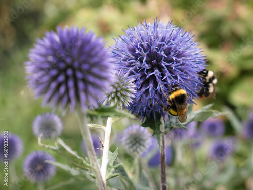 Macro view of bees and various insects collecting pollen from the deep blue, sphere-shaped tubular flowers of a Tinder Thistle (Echinops ritro) plant
