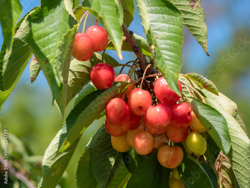A group of cherries begin to lose their yellow color and gain reddish tones as they ripen on the branches of a cherry tree (Prunus Avium) surrounded by leaves at the end of spring