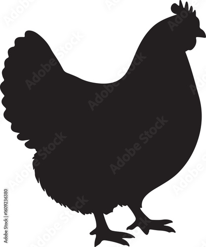 Cochins hen in silhouette white background pure.