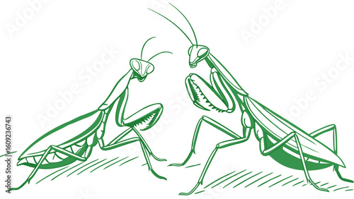 "Illustrated Praying Mantises in Green Line Art Style"