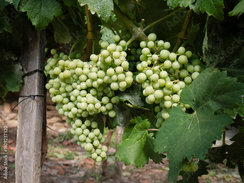 Wallpaper Mural Huge bunch of grapes growing on a vine branch in early summer, surrounded by large green leaves of the Vitis Vinifera plant and held together by wooden trunks in a vineyard in Berciano Torontodigital.ca