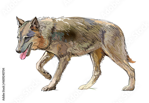 Illustration of a grey wolf. Wildlife animals. Isolated drawing of predatory mammal of the canine family. Print for children book, encyclopedia, fabric, fashion, wallpaper. Hand drawn vector.