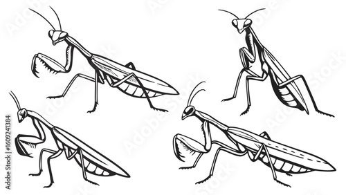 Praying Mantis Vector Line Art Set: Detailed Insect Illustrations for Nature and Biology Studies