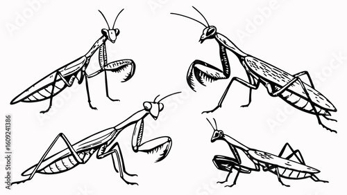 Praying Mantis Line Art Collection: Hand-Drawn Insect Illustrations in Various Poses on White Background for Biology and Design