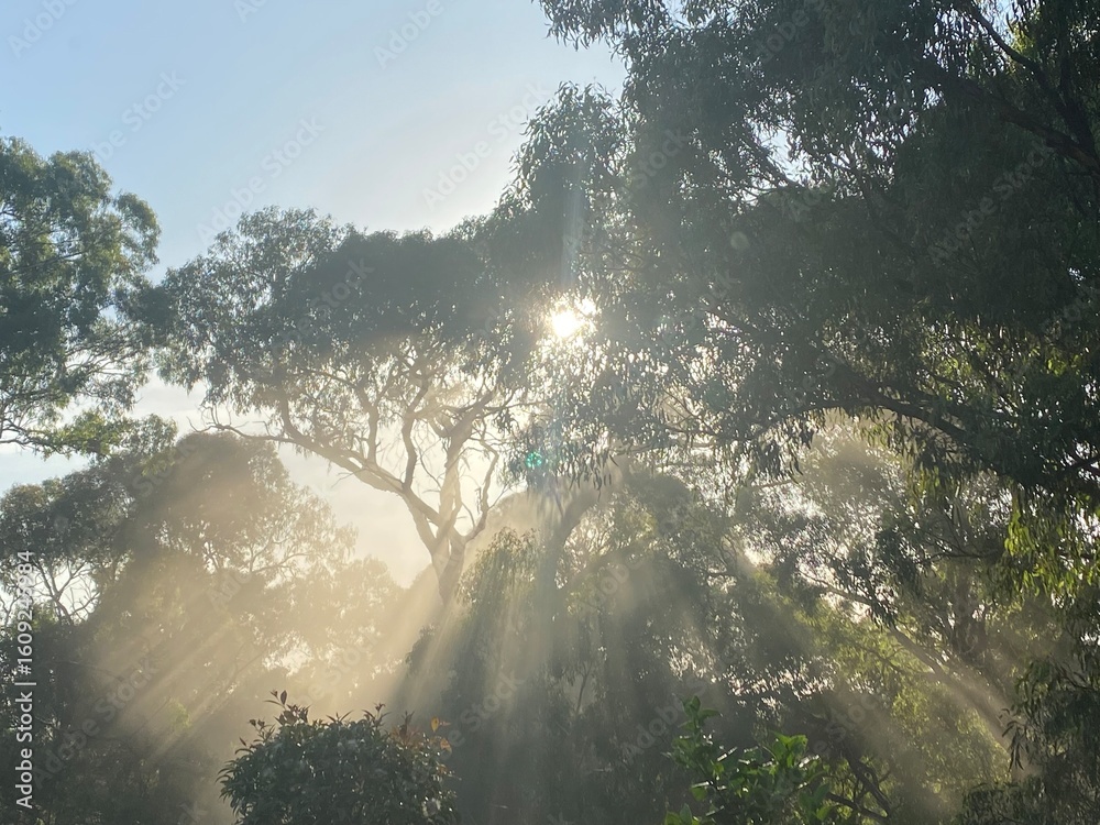 Fototapeta premium morning in the forest