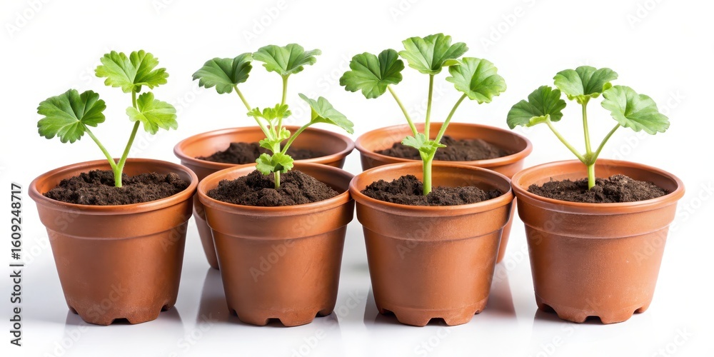 Fototapeta premium Pelargonium zonal seedlings in plastic flower pots