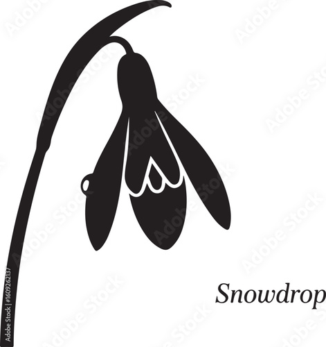 Elegant Snowdrop Flower Silhouette Illustration for Springtime Designs and Botanical Projects Isolated on White Background