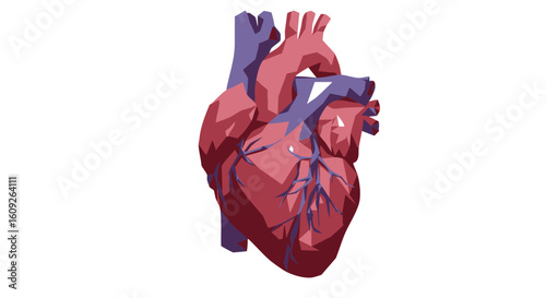 Detailed anatomical illustration of a healthy human heart with major vessels in a clean, white background