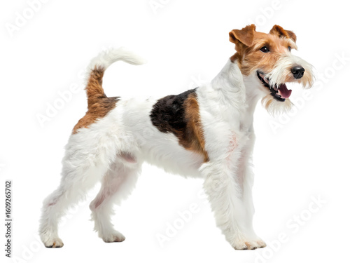 Wire Fox Terrier A Breed Portrait on transparent background