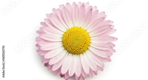 Isolated Marguerite Daisy Closeup of a Pale Pink Bloom with Yellow Center on White