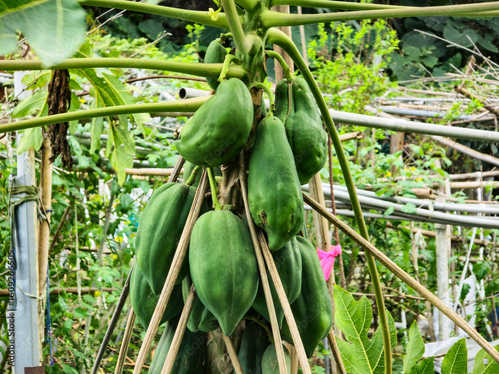 Obraz premium Unripe Green Papayas Hanging on Tree in the Field