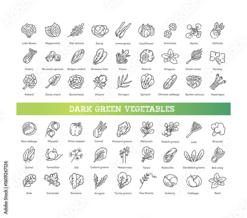 Green salad leaves. Dark green vegetables vector icons