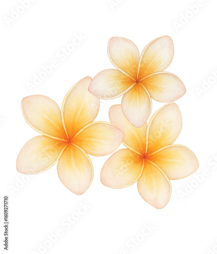 Plumeria Flower – Bloom in Watercolor Style