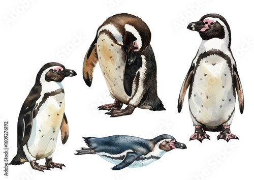 Vector watercolor Humboldt Penguin / 水彩テイストのフンボルトペンギンイラスト