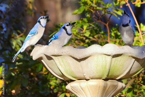 Blue jays playing bathing in birdbath. 